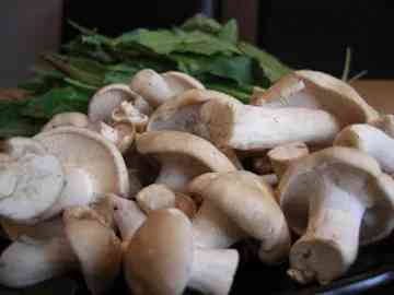 St George's Mushrooms in a creamy sauce with Wild Sorrel on toast