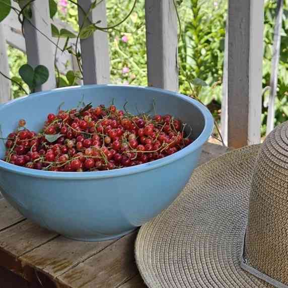 bowl of red currants.